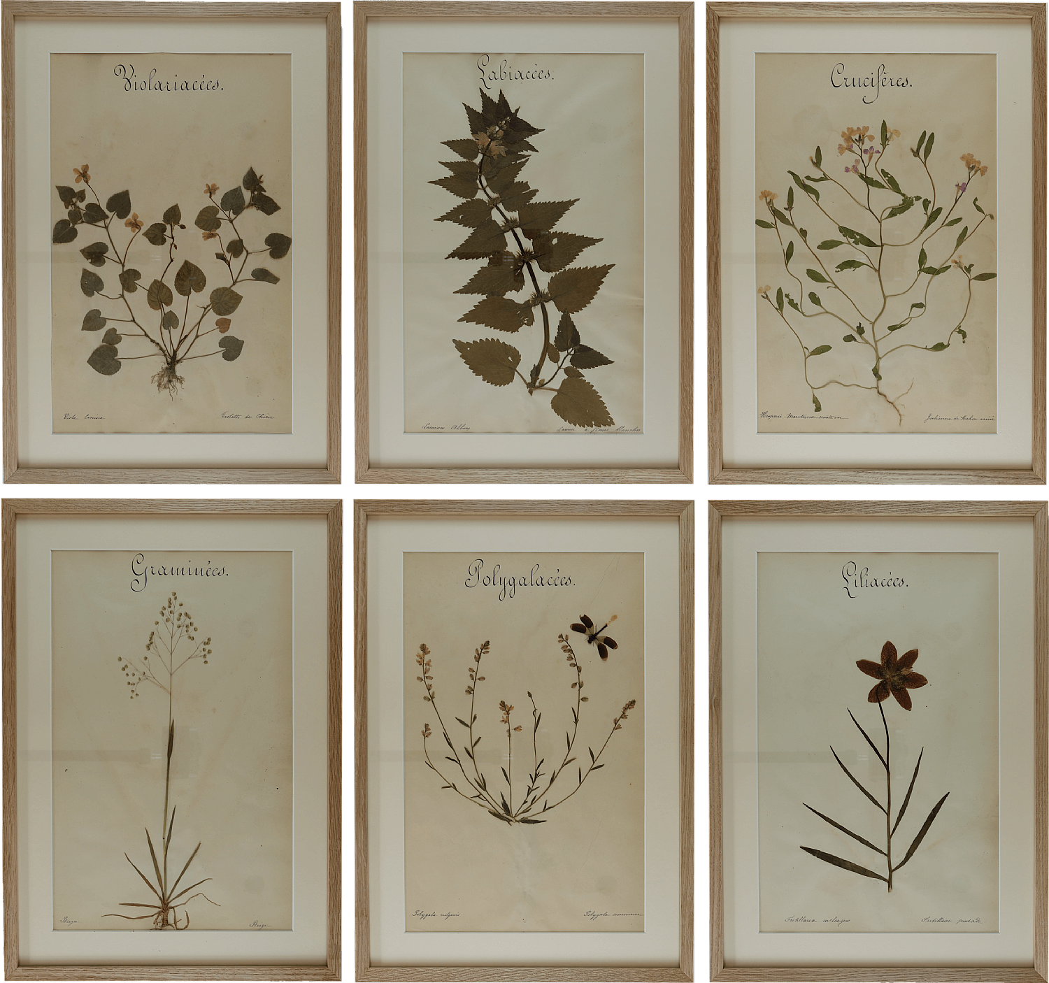 Set of 6 French botanical specimens